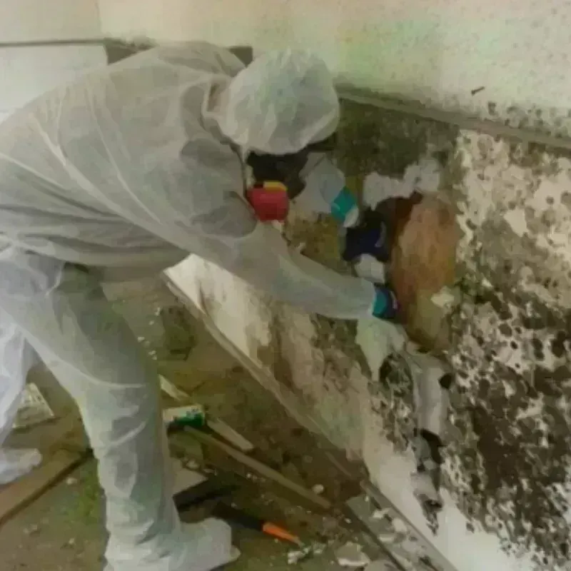 Mold Remediation and Removal in Crowley, TX